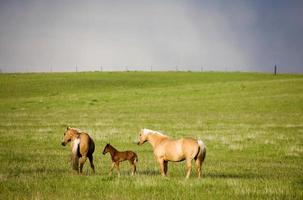 Horse and Colt Canada photo