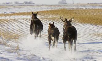 Prairie Moose Saskatchewan photo