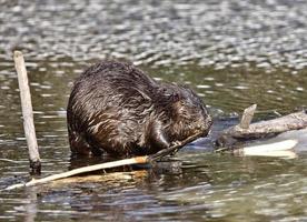 Beaver at Work photo