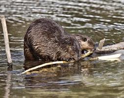 Beaver at Work photo