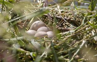 Horned Grebe Eggs photo