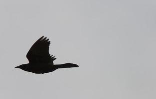 Crow in Flight photo