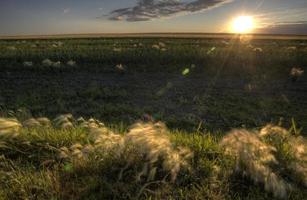 malas hierbas secas y marismas saskatchewan foto