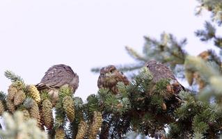 Hawk fledlings in pine tree photo