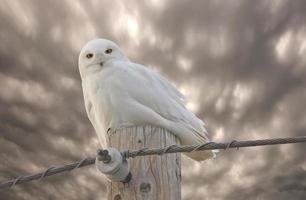 Snowy Owl Saskatchewan Canada photo