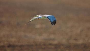 Northern Harrier in Flight photo