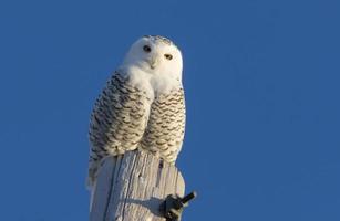 Snowy Owl Perched photo