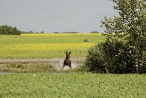 Young Bull Moose photo