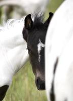 Horse mare and colt Saskatchewan Field photo