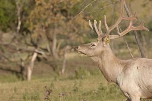 Male elk in field photo