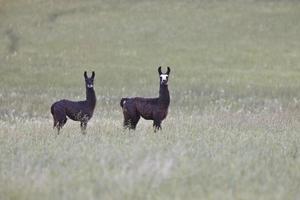 alpaca en el campo de saskatchewan foto