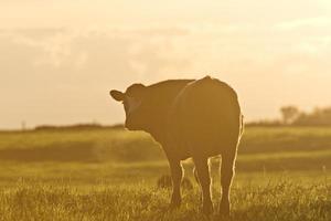 ganado vaca amanecer foto