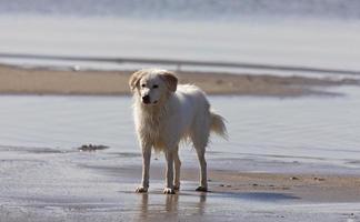 Dog at the Beach photo