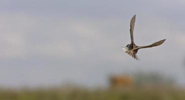 Meadowlark in Flight photo