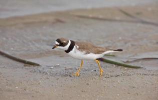 comida de caza de kildeer a lo largo de la playa de florida foto