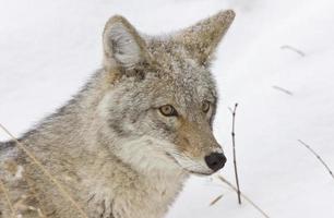 Yellowstone Park Wyoming Winter Snow coyote photo