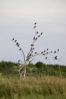 mirlos en un árbol foto