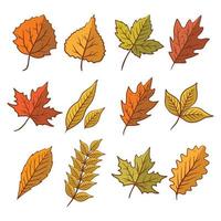 Autumn leaves or fall foliage vector