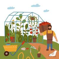 A young man with a crop of tomato, greenhouse vegetables. Garden theme. Male farmer growing plants and harvesting crops on the farm among the field. Vector flat hand drawn illustration
