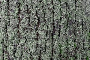 bark texture of a tree, a tree in moss photo