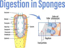 Diagram showing digestion in sponges vector