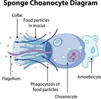 Diagram showing sponge choanocyte vector