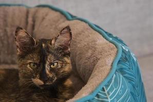 Closeup shot of a cute kitten laying in it's bed photo