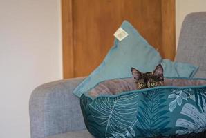 Closeup shot of a cute kitten laying in it's bed photo