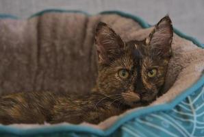 Closeup shot of a cute kitten laying in it's bed photo