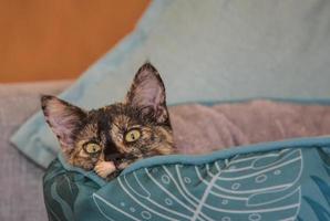 Closeup shot of a cute kitten laying in it's bed photo