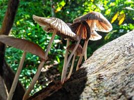 hongo de la madera que crece en la temporada de lluvias. se puede utilizar para fondos. foto
