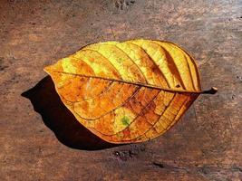 Yellow leaves on exotic wood, perfect for the background photo