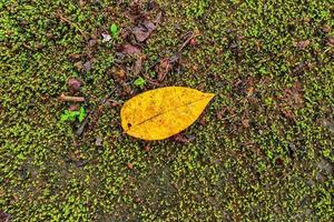 Yellow leaves on mossy ground for background photo