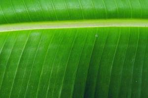 Banana leaf.  Close-up photo of green leaves for background.  Exotic nature background.