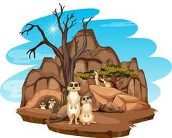 Isolated nature scene with meerkat family vector