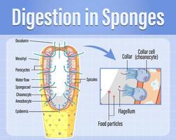 Diagram showing digestion in sponges vector