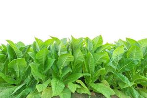 Tobacco plant in the field at Sukhothai province, Northern of Thailand. Field of tobacco isolated on white background photo