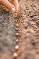 Hand of farmer planting a brown seeds in soil. Growth and environment concept photo