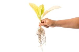 Hand holding dead young plant Tobacco Tree isolated on white background photo