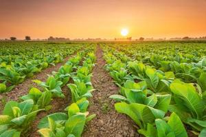 vista de la planta de tabaco en el campo en la provincia de sukhothai, al norte de tailandia foto