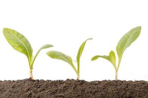 Green sprout growing in soil isolated on white  background. Growing and environment concept photo