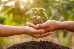 cerrar la mano sosteniendo el brote de un árbol verde joven y plantar en el suelo foto