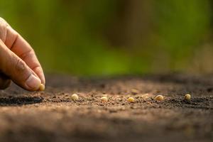 mano de granjero plantando semillas marrones en el suelo. concepto de crecimiento y medio ambiente foto