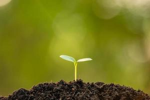 Green sprout growing in soil with outdoor sunlight and green blur background. Growing and environment concept photo