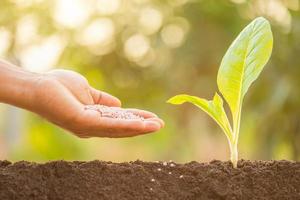 Hand giving fertilizer to young green sprout growing in soil on Green nature blur background. photo