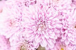 Beautiful chrysanthemum flower in garden for backdrop use photo