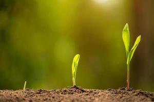 Green sprout of corn tree growing in soil with outdoor sunlight and green blur background. Agriculture, Growing or environment concept photo