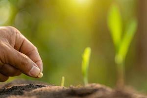 Farmer's hand planting seeds of corn tree in soil. Agriculture, Growing or environment concept photo