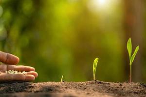 Farmer's hand planting seeds of corn tree in soil. Agriculture, Growing or environment concept photo