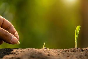 Farmer's hand planting seeds of corn tree in soil. Agriculture, Growing or environment concept photo
